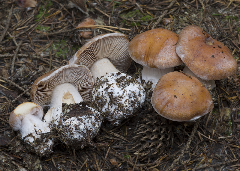 Cortinarius talimultiformis